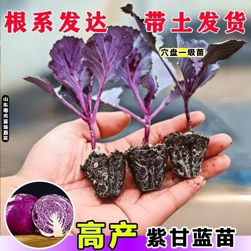 紫甘蓝包菜苗秧苗卷心菜紫色菜种活苗春秋盆栽高产蔬菜苗四季新鲜