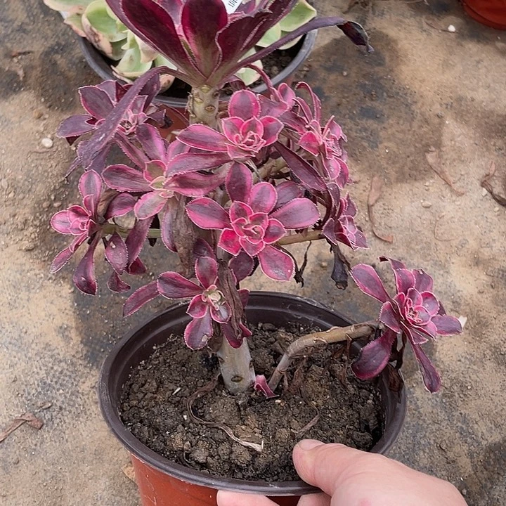 353莉娜多肉植物福利
