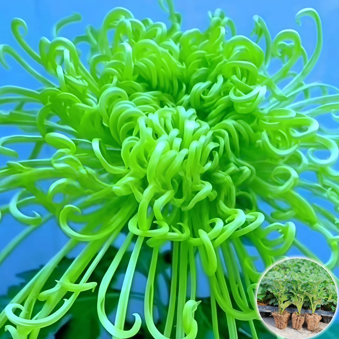 大菊花苗四季开花好养活庭院菊花盆栽花卉观花植物室内外秋菊阳台