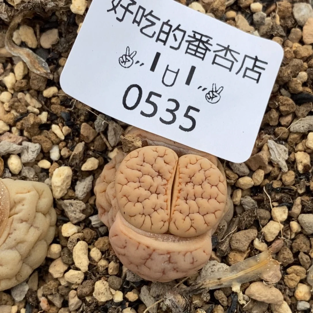 肥***鱼0535。零下拍保温。
