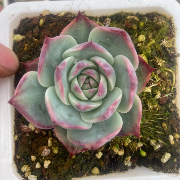 惊鸿仙子多肉植物圆叶惊鸿仙子