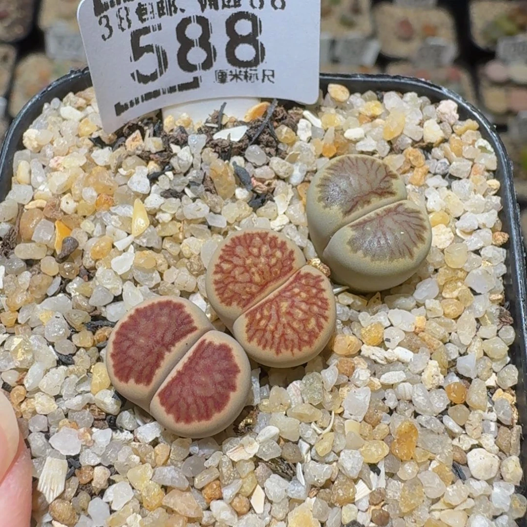 Ssss精品生石花588