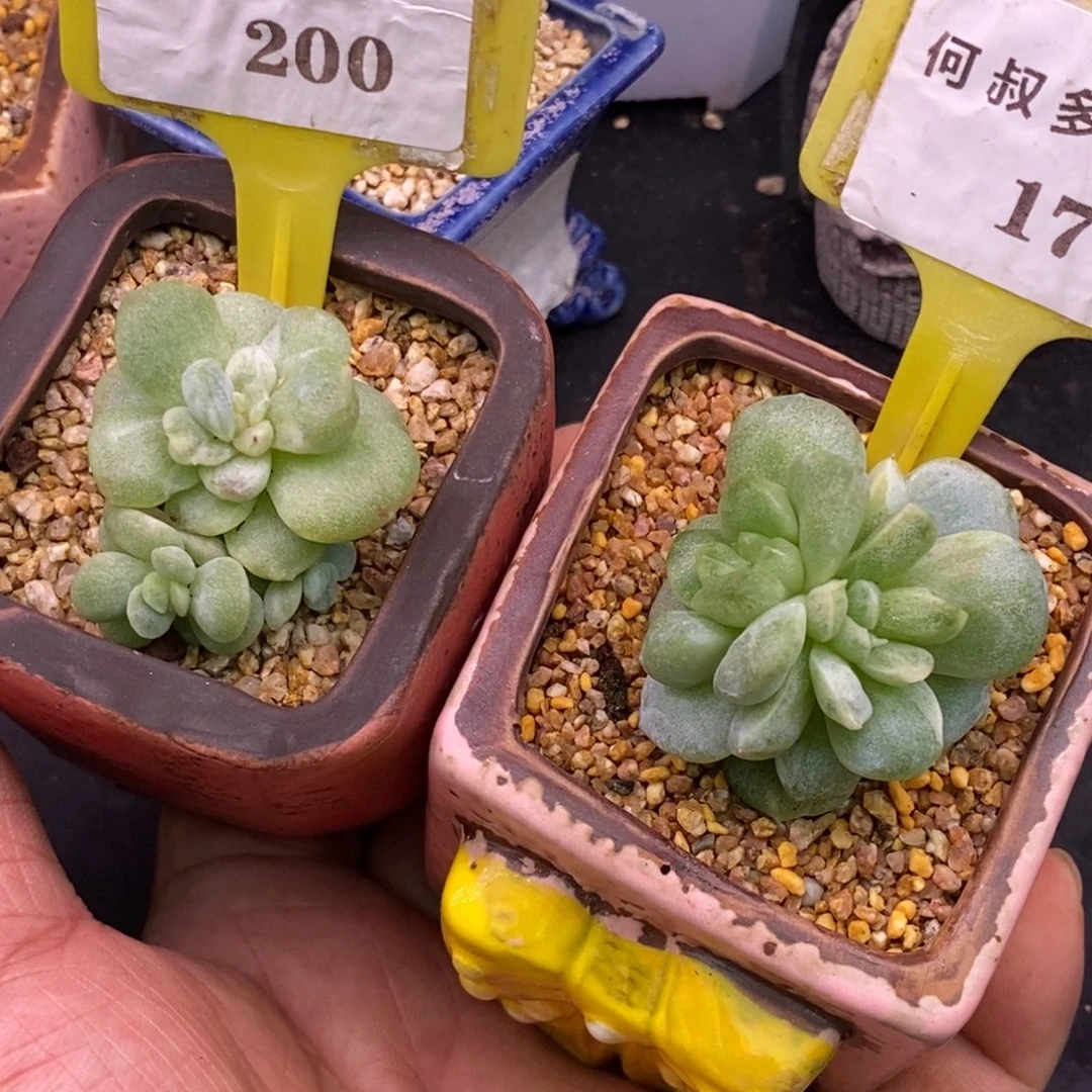 3200.3176冰玉拉丝锦多肉……