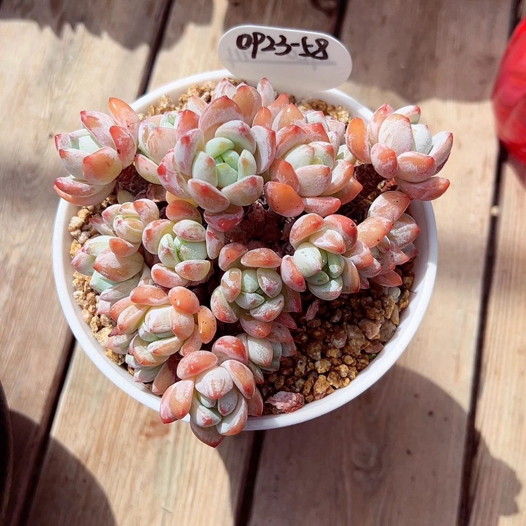 0923-58冷香。。。。。。。