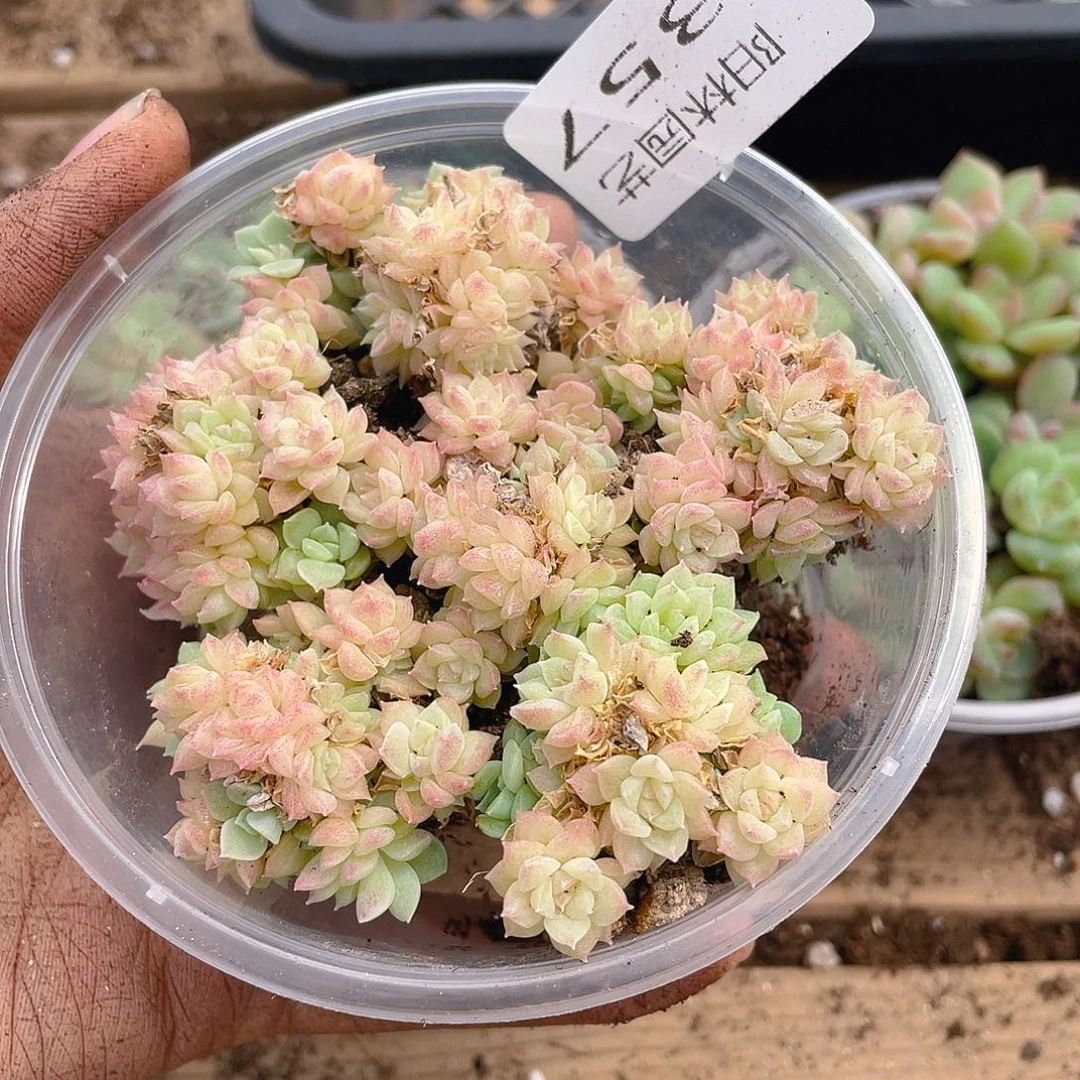 多肉植物多肉植物357