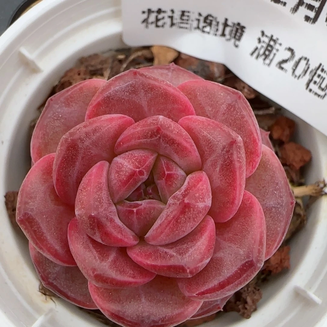 花语逸镜0207-453