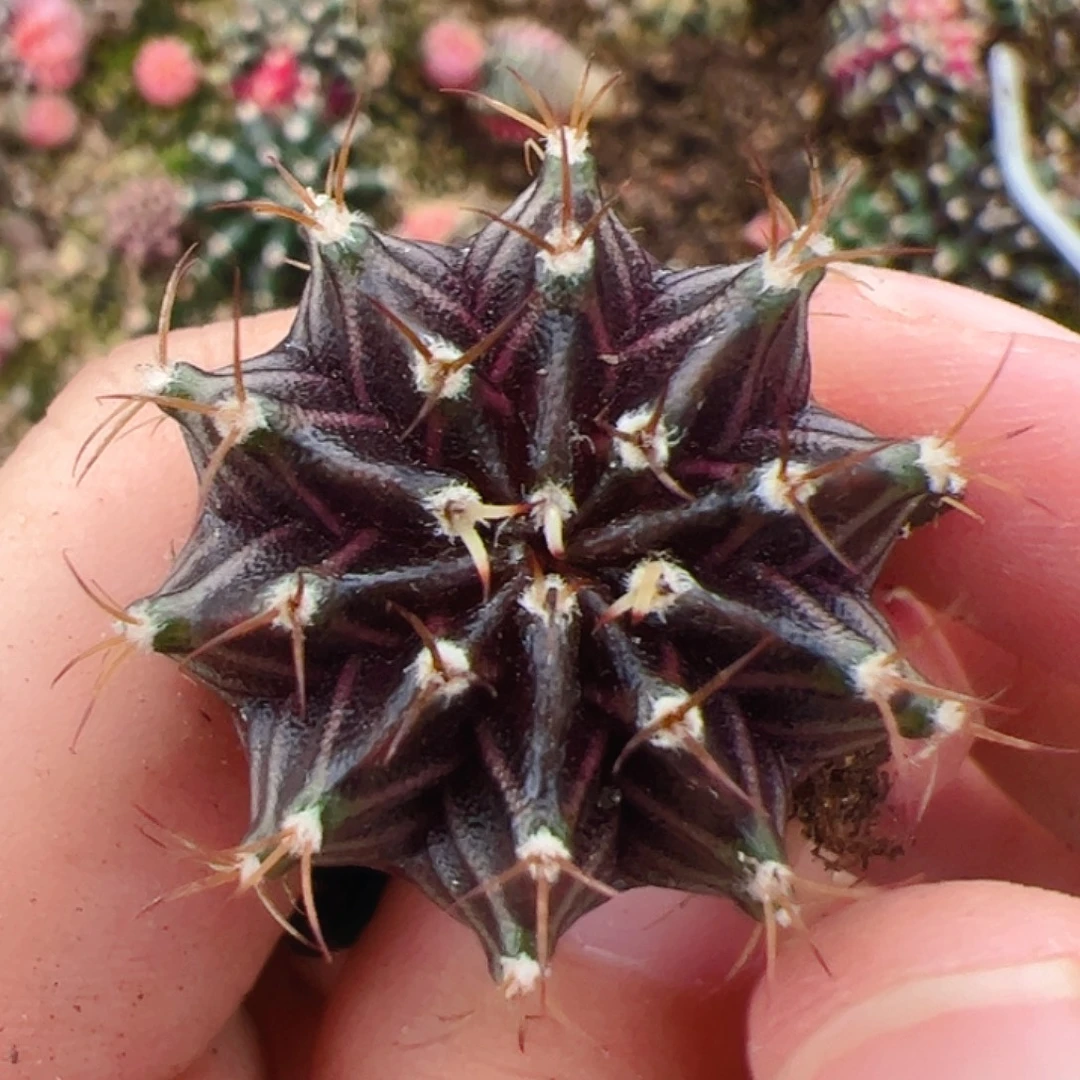 当前无花栽培后可以开花865