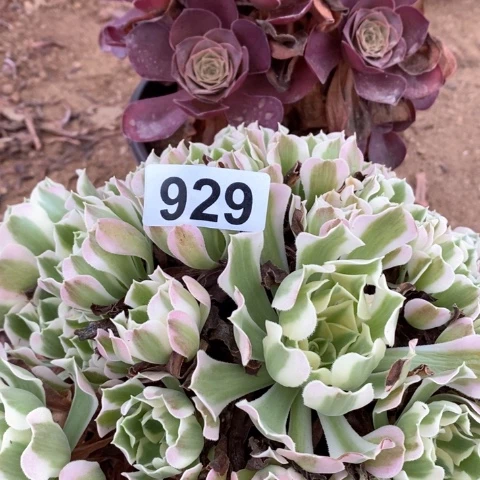 雨花石魅金玫瑰法师929