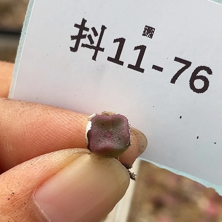 11-76方碗多肉植物