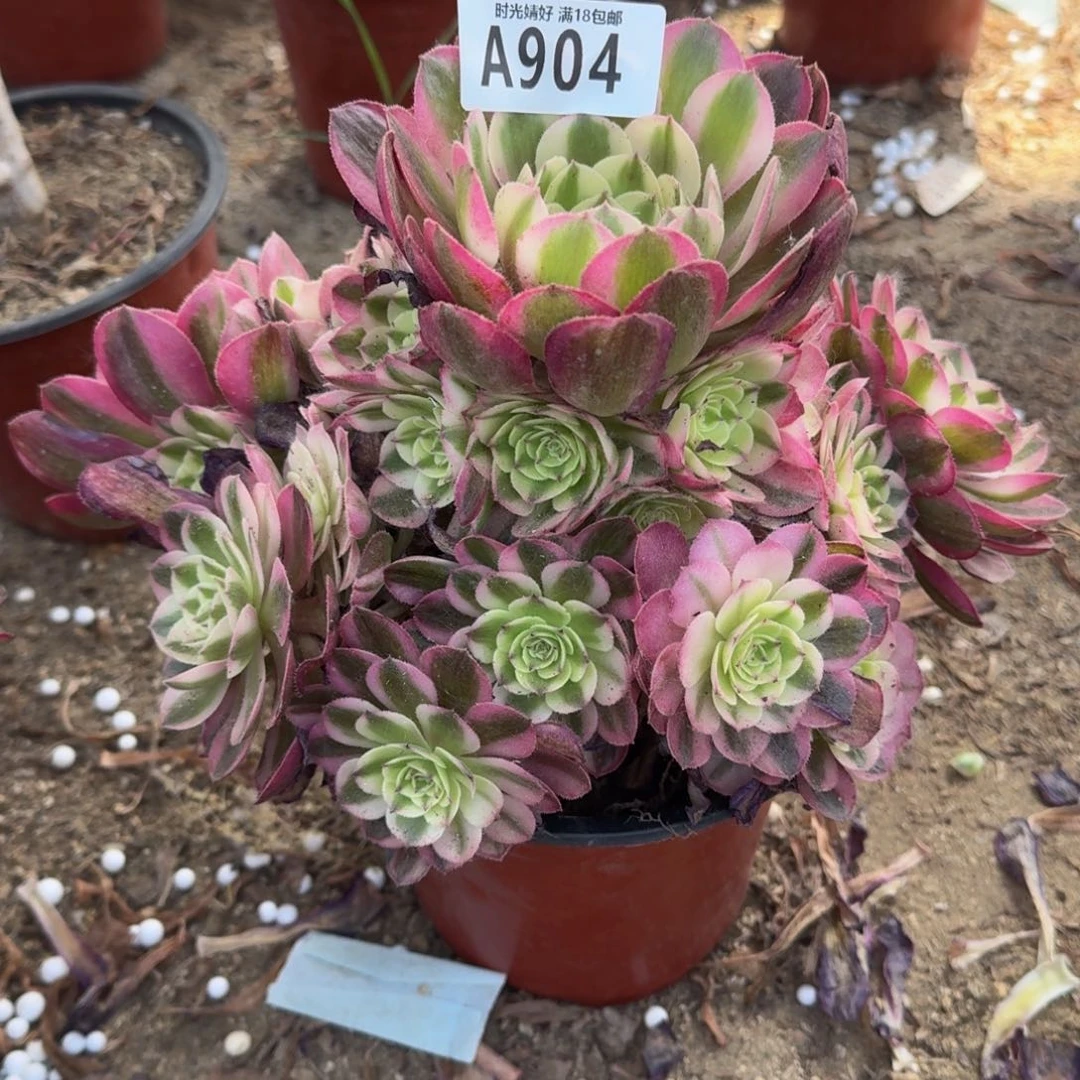 吃**众904荔枝多肉植物