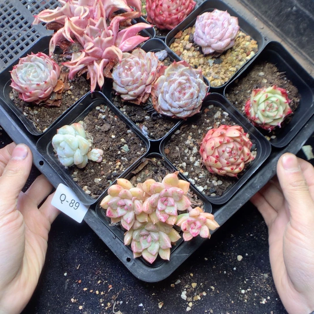 无花朵Q89。 9颗一组yyyyy