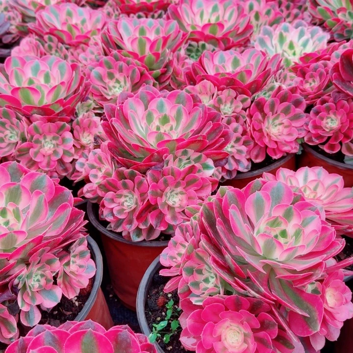 粉女巫群生啊啊啊啊