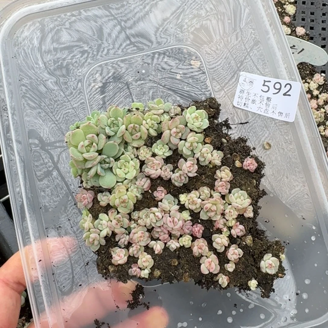 .***如图592切糕一份不售后