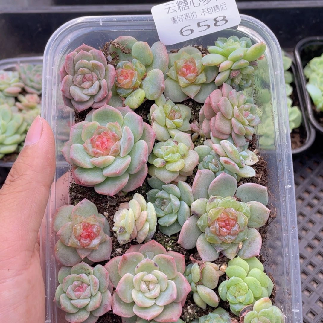 云糖心多肉植物658