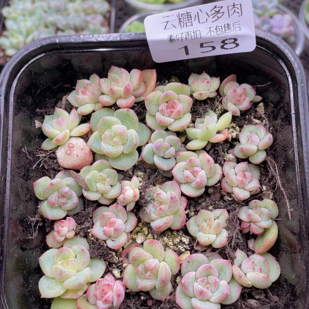 云糖心多肉植物158