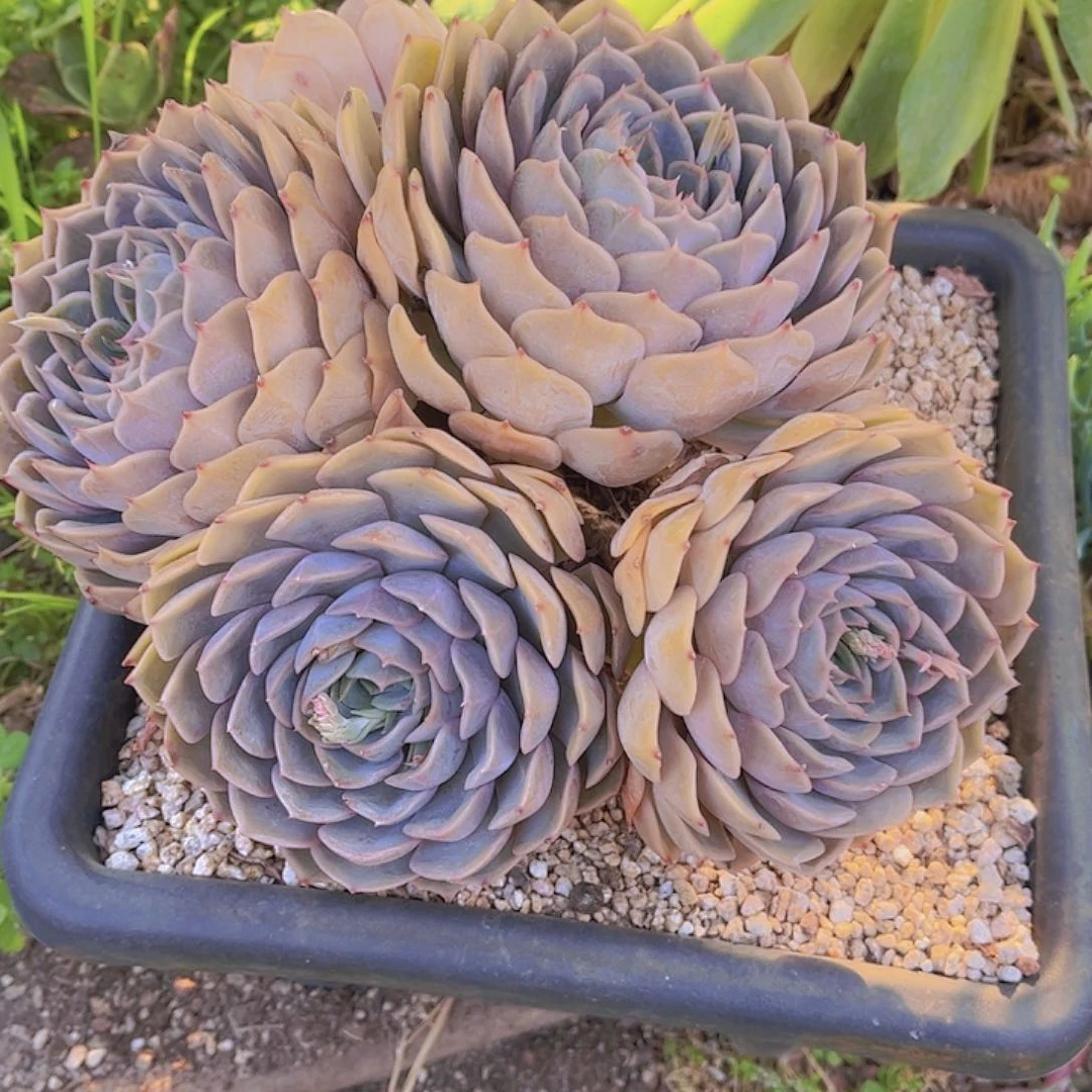 多肉老桩多肉老竹丛话