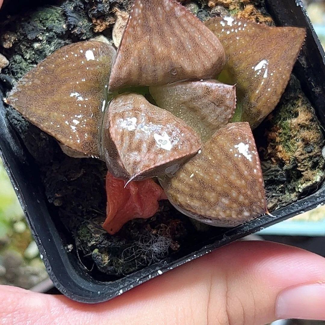 抹茶青蟹十二卷多肉植物