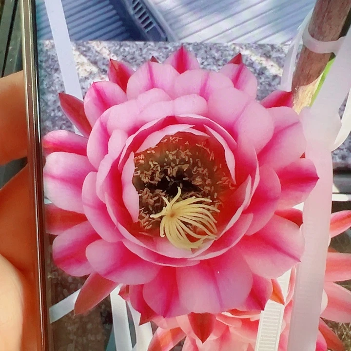 毛花柱粉中筋侧芽拍一发二