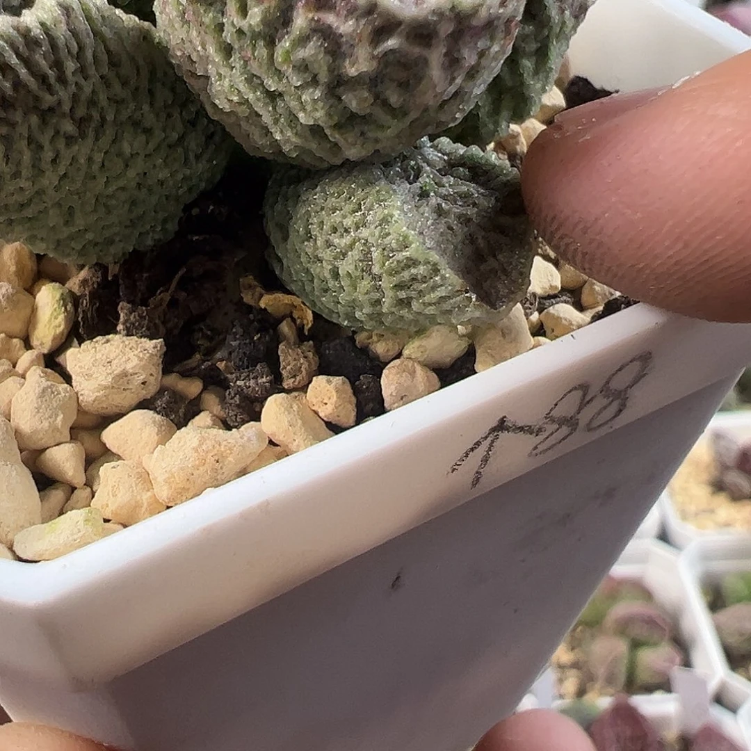 A***i茶 as哥专拍加鲁鲁叶片
