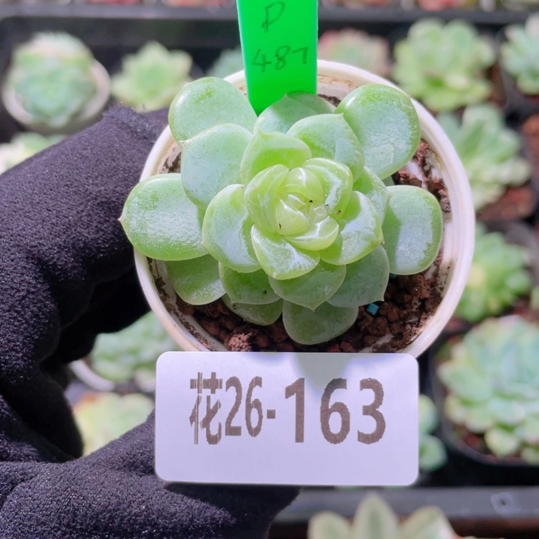 花利美26-163冰蕊
