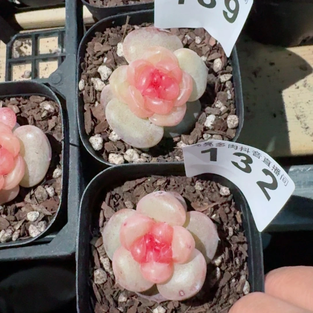 专拍         精品多肉