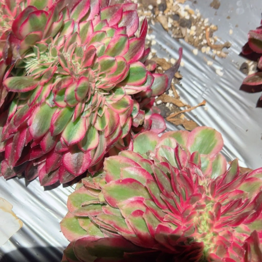 340 号多肉植物法师新年福利