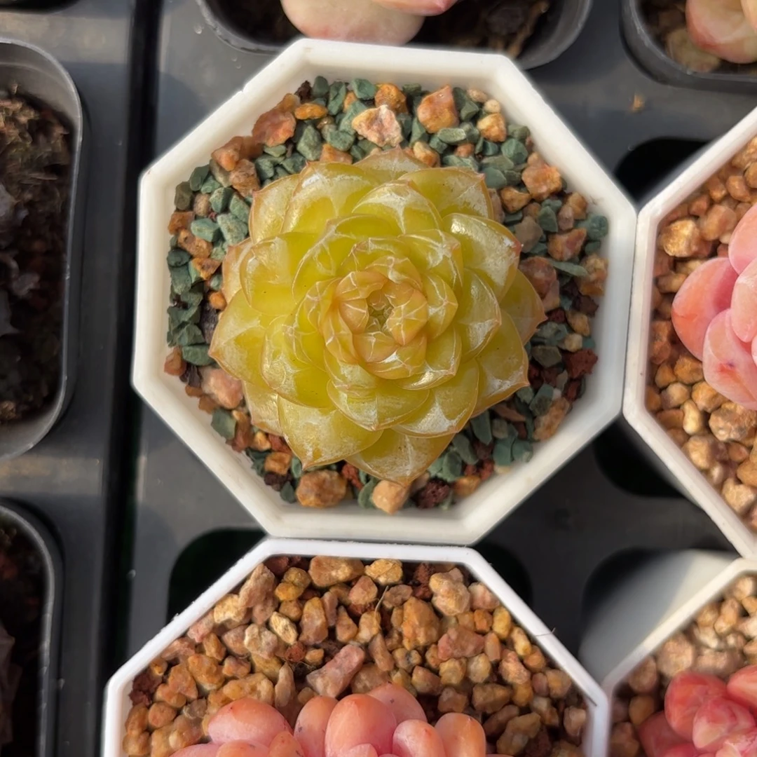 杂交黄体一物一拍