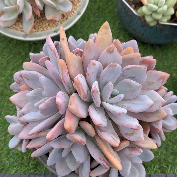 粉兔多肉植物一物一拍