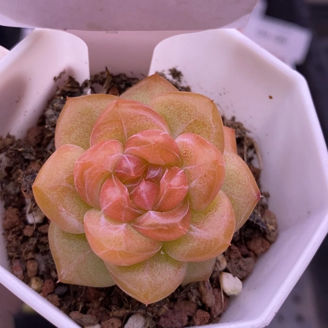 【闪购商品】03-11琥珀