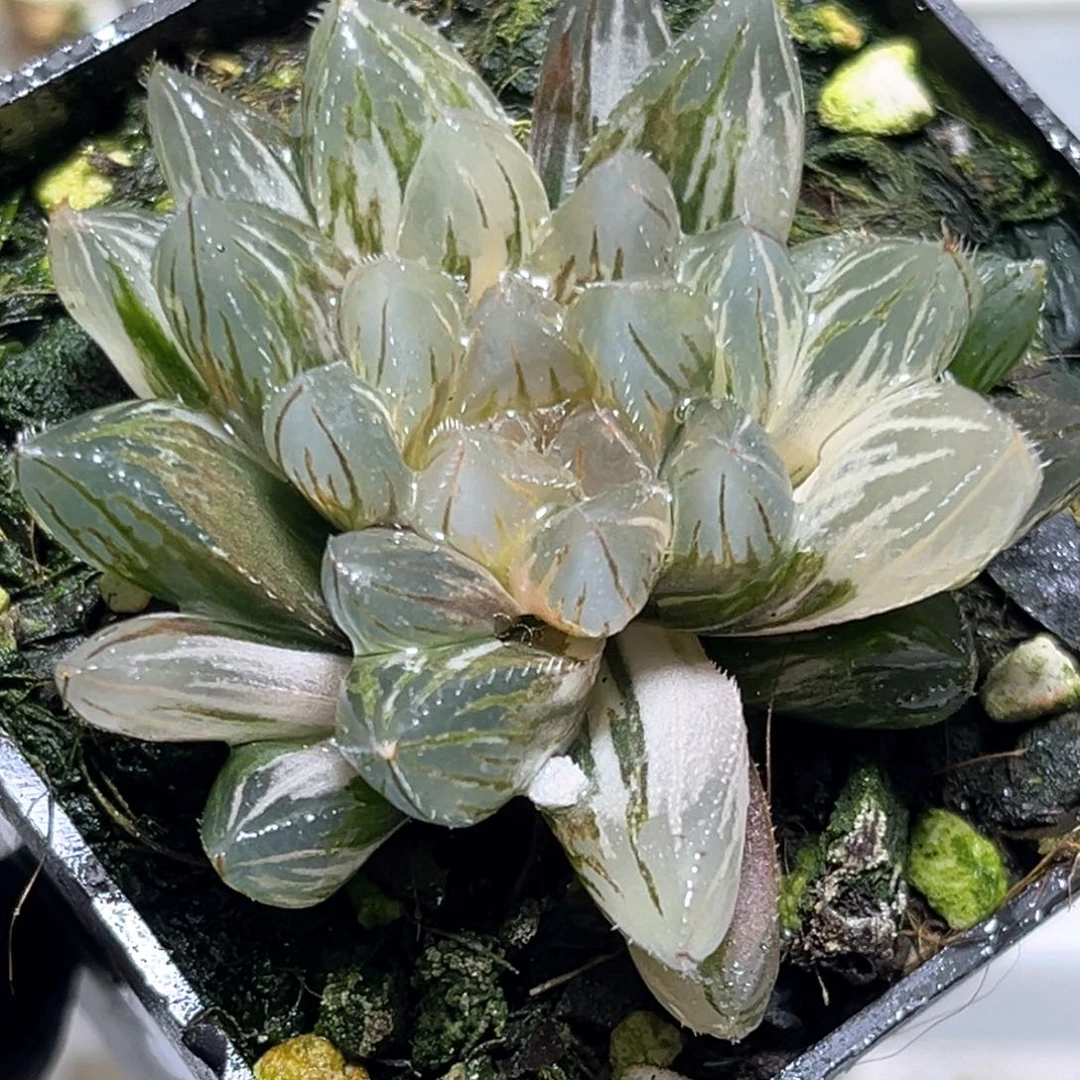 恭喜发财大吉大利1193