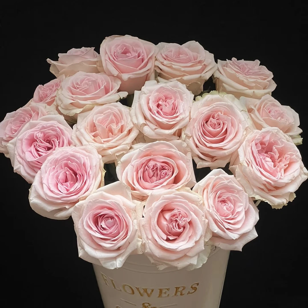 宝贝的爱玫瑰20枝【1单中通2单京东或顺丰包邮】云南鲜花