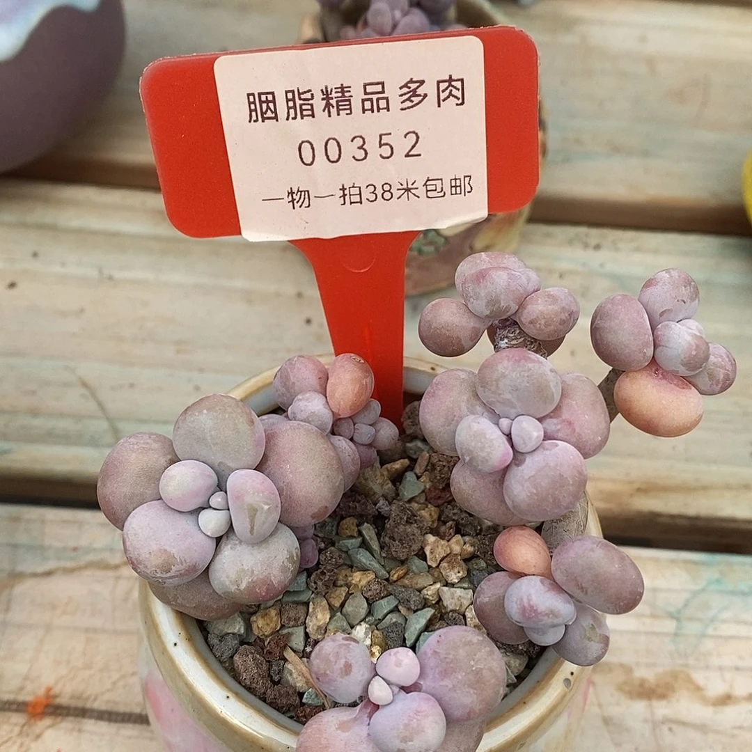 00352路无咯哦托哦哦