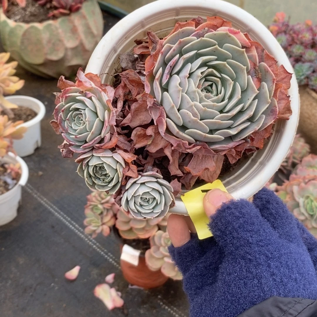 261天赐多头一物一拍