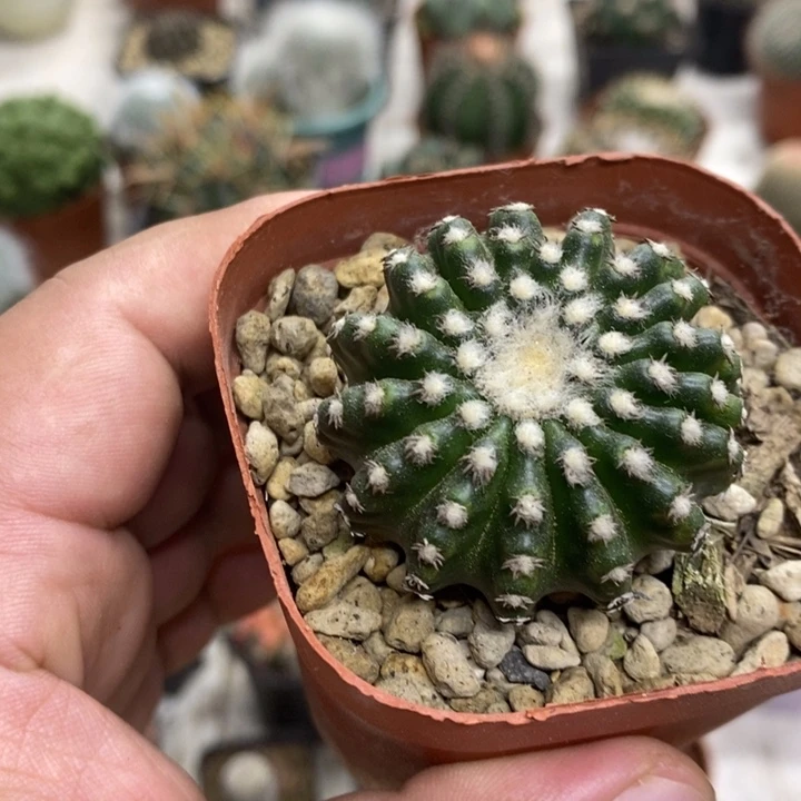 实生奇特球特价福利