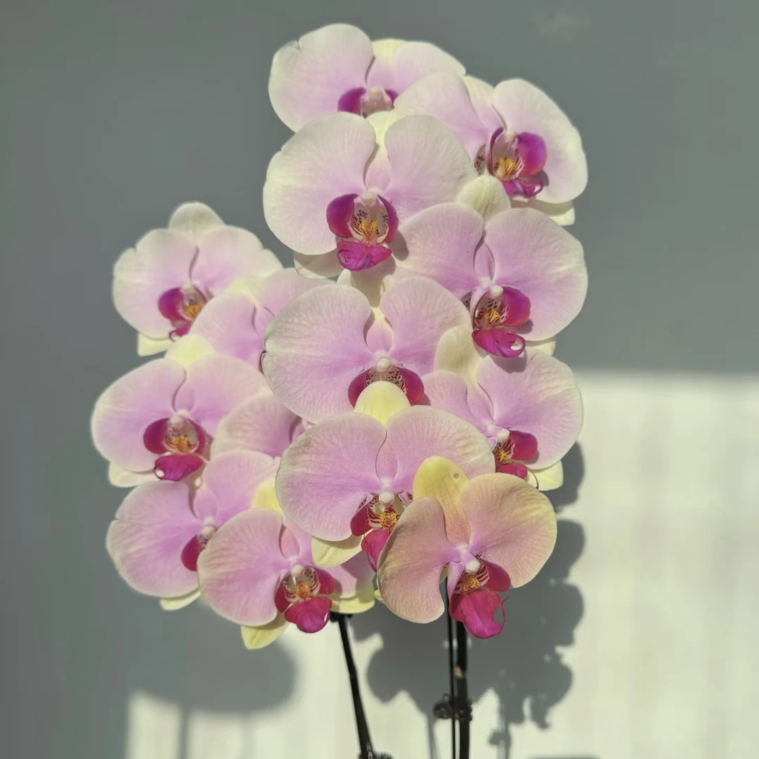 植趣花卉【蒙娜丽莎】3.0加高双剑苗