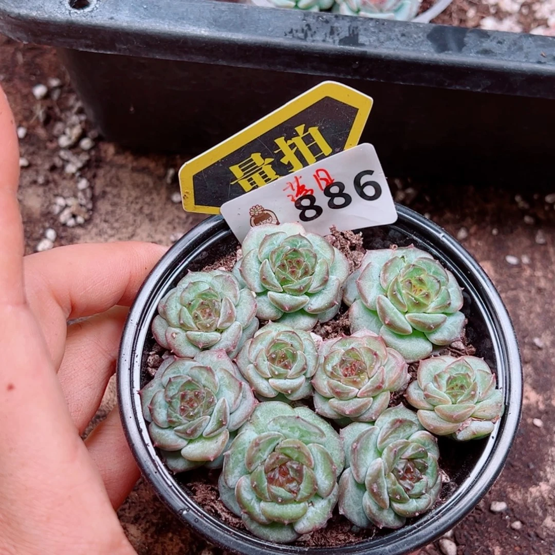 多肉植物多肉植物