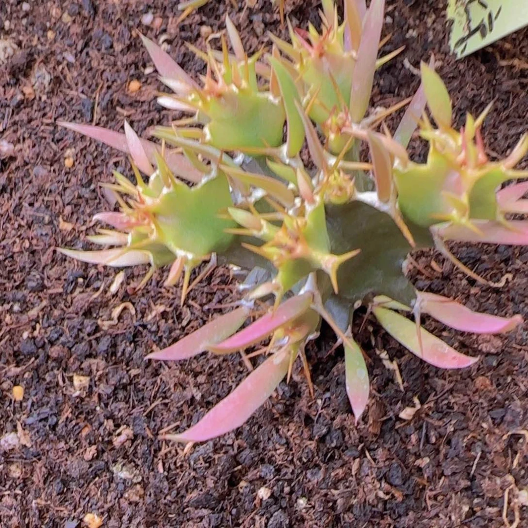 爱*海块根植物块根植物块根植物