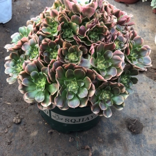 佛***照无花朵大香妃法师多肉植物746号