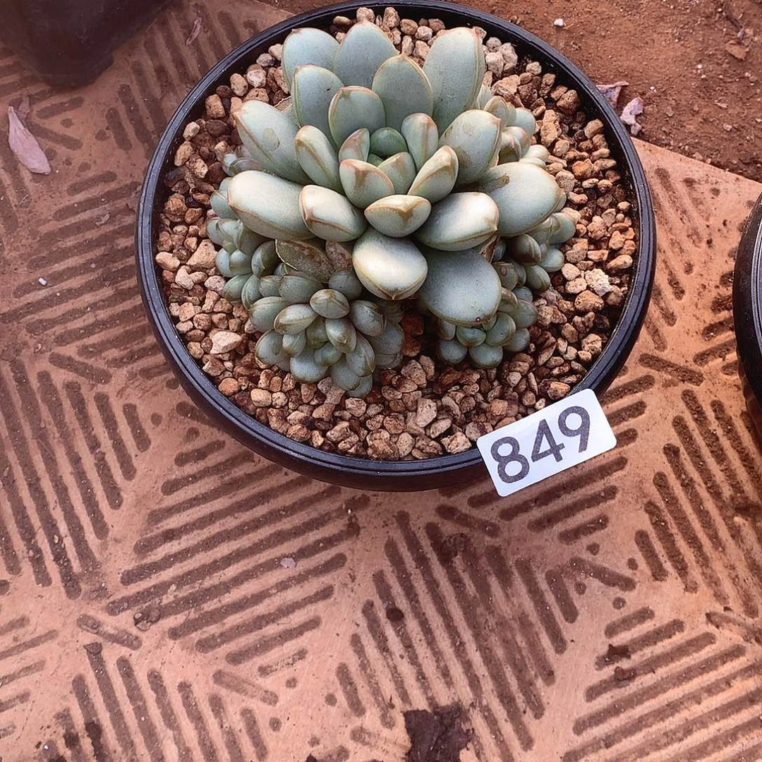 849葡萄 一物一拍多肉