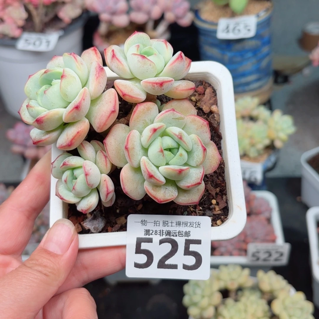 香草老桩无盆土发货