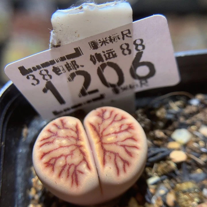 精品sss石石花1206
