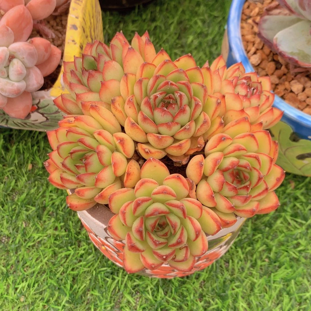 初****1月亮石 一物一拍