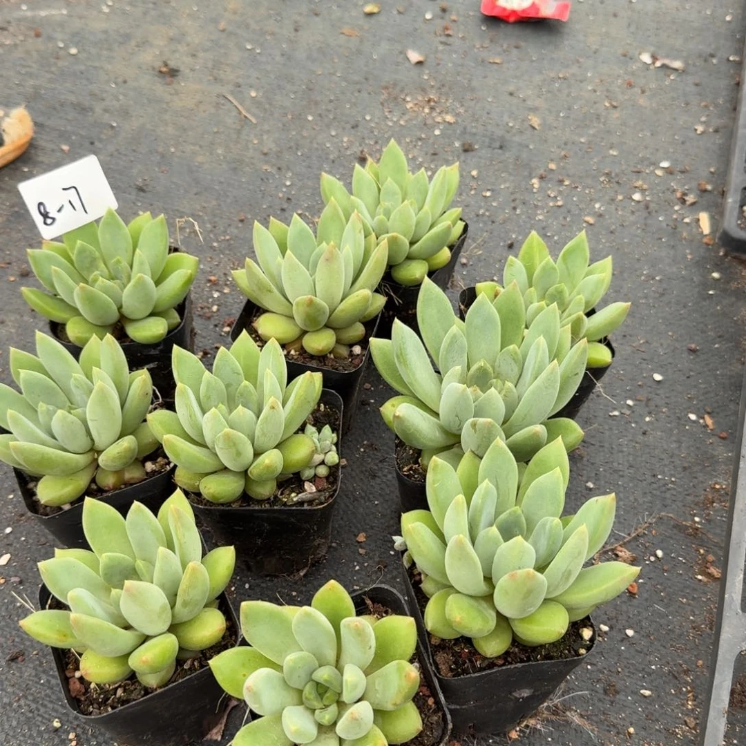 红象牙十棵量拍8-17