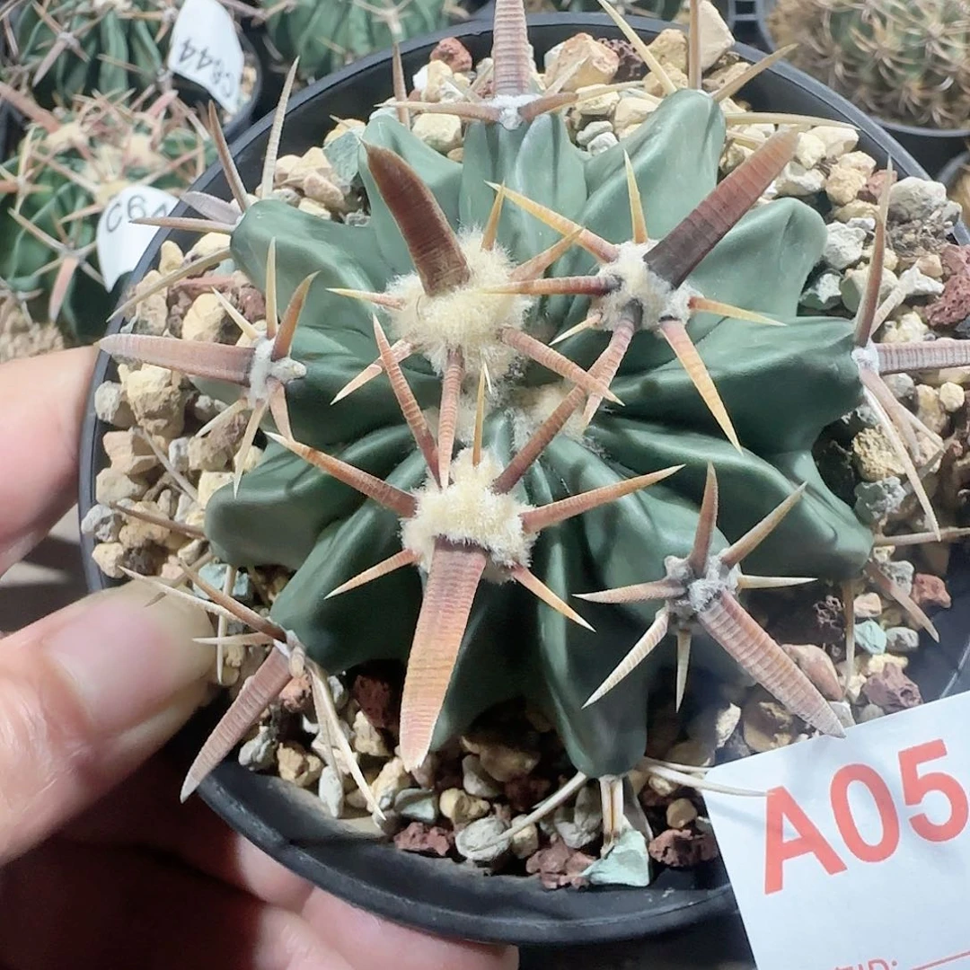 凌波 实生仙人球054