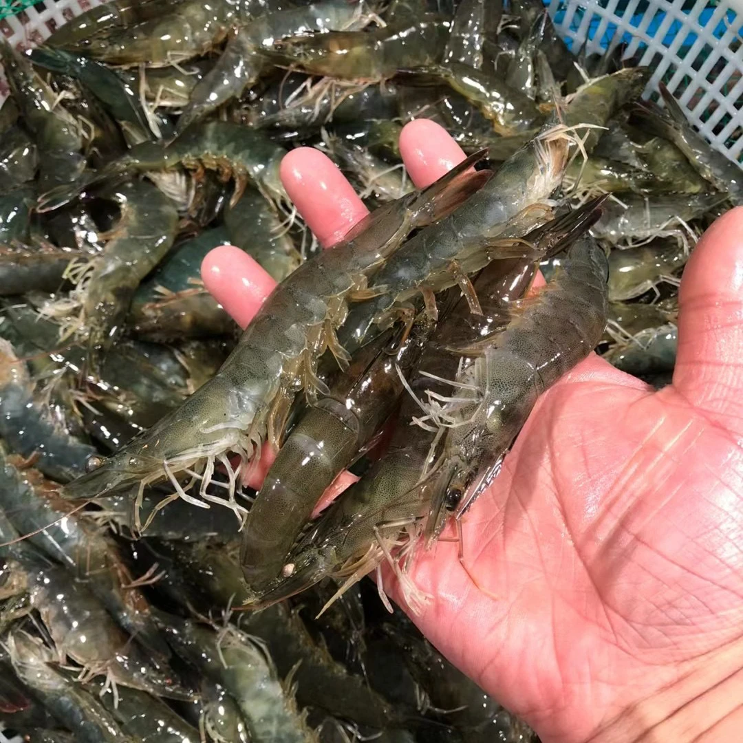 鲜活大青虾 2斤装 打氧发货