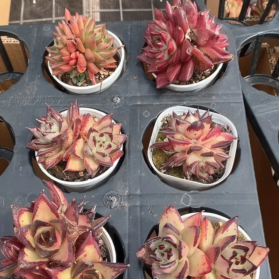 各色系双头乌木 带两个三头超大个 超大 6458