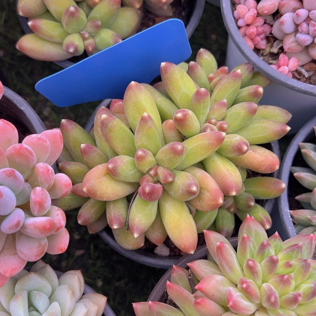 香玉的故事是一个人的