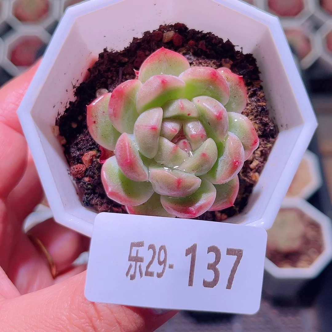 乐然29-137 精选溏心