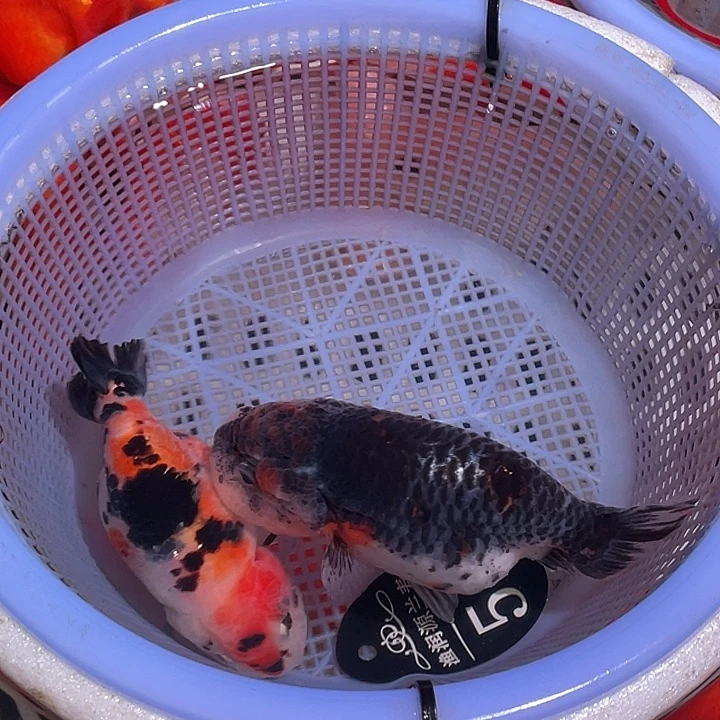 M***。金鱼兰寿玛丽金鱼59