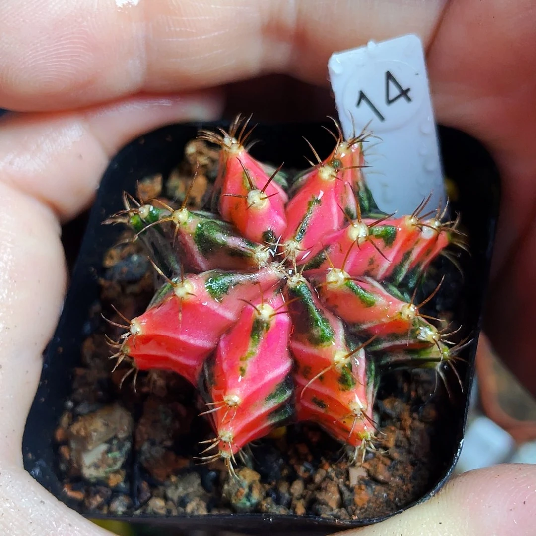 非偏远地区满25包邮仙人球裸根